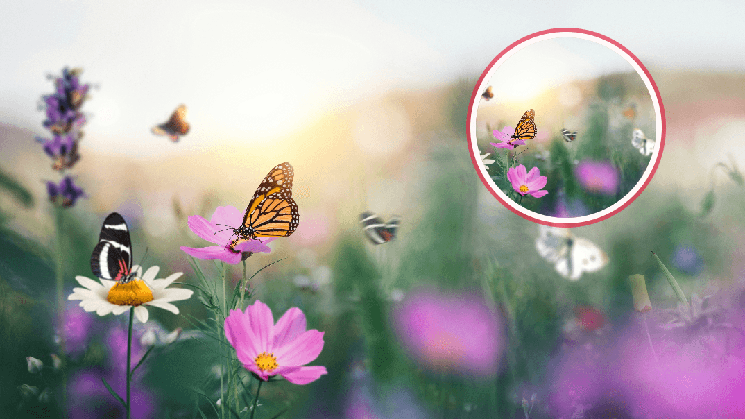 Browser window showing the Tales extension with pink collector button hovering over an image ready to capture